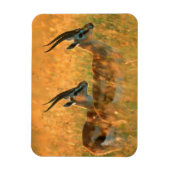 Magnet Flexible Gazelle de Thomson (Vertical)