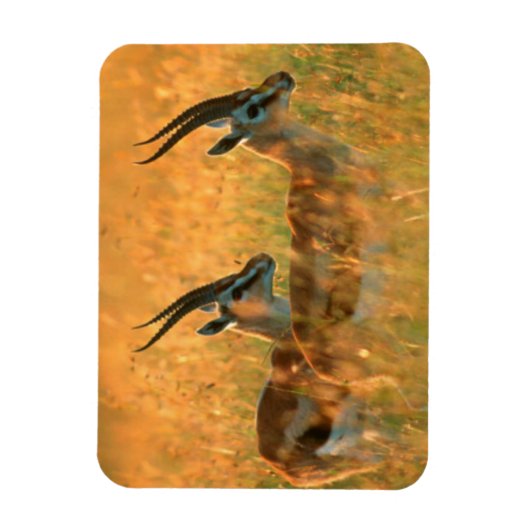 Magnet Flexible Gazelle de Thomson (Vertical)