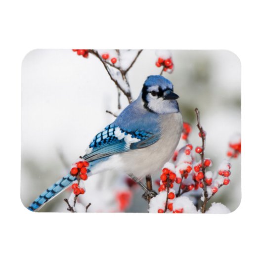 Magnet Flexible Geai bleu dans l'Ilex verticillé (Horizontal)