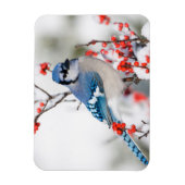 Magnet Flexible Geai bleu dans l'Ilex verticillé (Vertical)