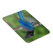 Magnet Flexible Geai de Steller 1 (Côté Droit)