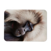 Magnet Flexible Gelada Baboon, Éthiopie (Horizontal)