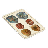 Magnet Flexible Gemmes Dollars De Sable (Côté Droit)