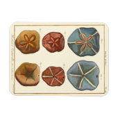 Magnet Flexible Gemmes Dollars De Sable (Horizontal)