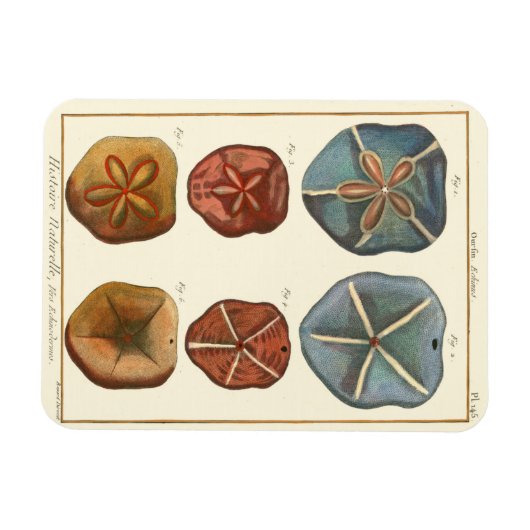 Magnet Flexible Gemmes Dollars De Sable (Horizontal)