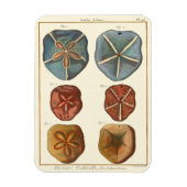 Magnet Flexible Gemmes Dollars De Sable (Vertical)