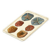 Magnet Flexible Gemmes Dollars De Sable (Côté Gauche)