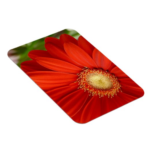 Magnet Flexible Gerbera (Côté Droit)