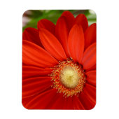 Magnet Flexible Gerbera (Vertical)
