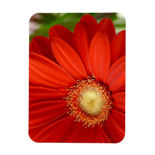 Magnet Flexible Gerbera (Vertical)