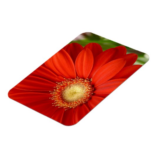 Magnet Flexible Gerbera (Côté Gauche)