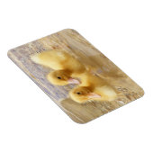 Magnet Flexible Getty Images | Fuzzy Yellow Ducklings (Côté Droit)