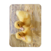 Magnet Flexible Getty Images | Fuzzy Yellow Ducklings (Vertical)