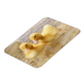 Magnet Flexible Getty Images | Fuzzy Yellow Ducklings (Côté Gauche)