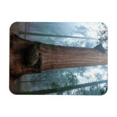 Magnet Flexible Giant Sequoia Tree in Grant Grove, CA (Horizontal)
