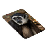 Magnet Flexible Gibbon (Hylobates Lar) à poitrine blanche, singe (Côté Droit)