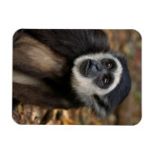 Magnet Flexible Gibbon (Hylobates Lar) à poitrine blanche, singe (Horizontal)