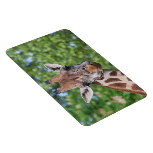 Magnet Flexible Girafe attentive (Côté Droit)