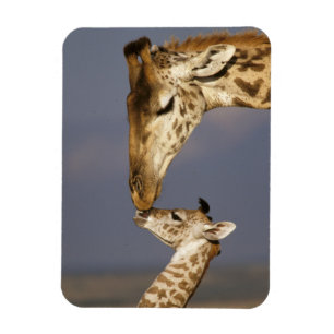 Magnet Flexible Girafe embrassant un bébé girafe