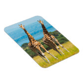 Magnet Flexible Girafes dans la savane, Ouganda (Côté Droit)