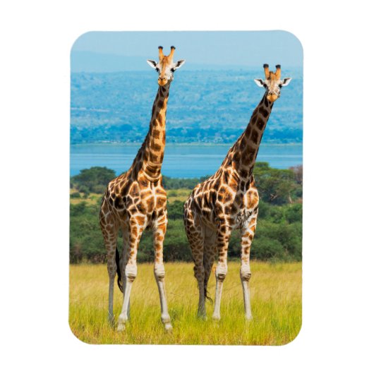 Magnet Flexible Girafes dans la savane, Ouganda (Vertical)