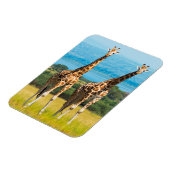 Magnet Flexible Girafes dans la savane, Ouganda (Côté Gauche)