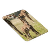 Magnet Flexible Girafes maasaï, Giraffa camelopardalis 2 (Côté Droit)