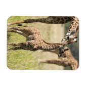 Magnet Flexible Girafes maasaï, Giraffa camelopardalis 2 (Horizontal)