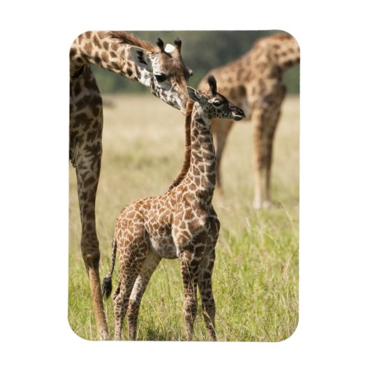 Magnet Flexible Girafes maasaï, Giraffa camelopardalis 2 (Vertical)