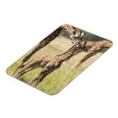 Magnet Flexible Girafes maasaï, Giraffa camelopardalis 2 (Côté Gauche)
