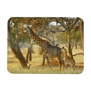 Magnet Flexible Giraffa, Giraffa, femme adulte et enfant
