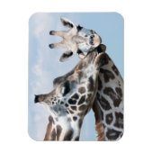 Magnet Flexible Giraffe embrasse son veau (Vertical)