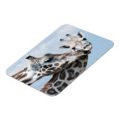 Magnet Flexible Giraffe embrasse son veau (Côté Gauche)