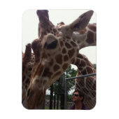 Magnet Flexible Giraffes (Vertical)