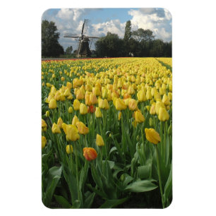 Magnet Flexible Gisement de fleur jaune de tulipe Hollande