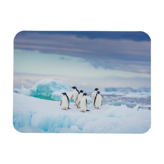 Magnet Flexible Glace et neige | Adelie Penguins Antarctique (Horizontal)
