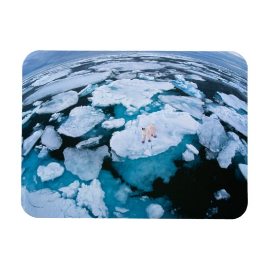 Magnet Flexible Glace et neige | Ours polaire, Océan Arctique, Sva (Horizontal)