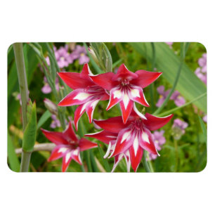 Magnet Flexible Gladiolas rouge et blanc Botanique d'été