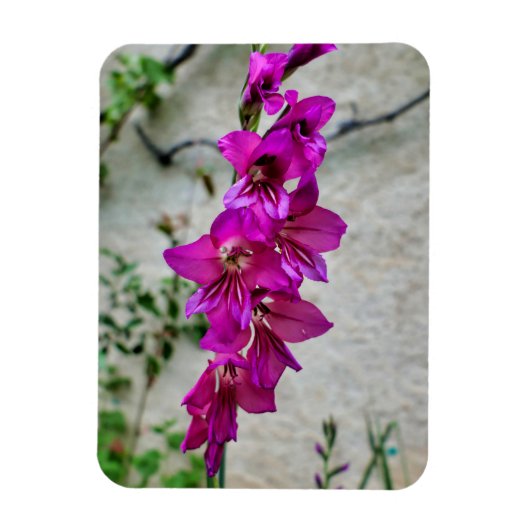 Magnet Flexible Gladiolus byzantin (Vertical)