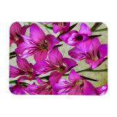 Magnet Flexible Gladiolus byzantin (Horizontal)