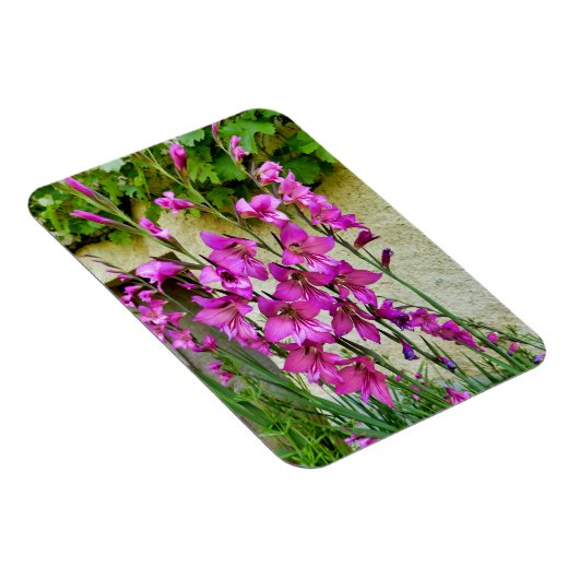 Magnet Flexible Gladiolus byzantin (Côté Droit)