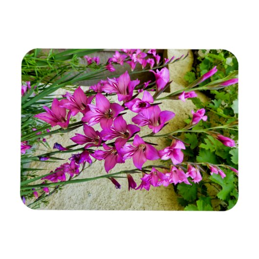 Magnet Flexible Gladiolus byzantin (Horizontal)