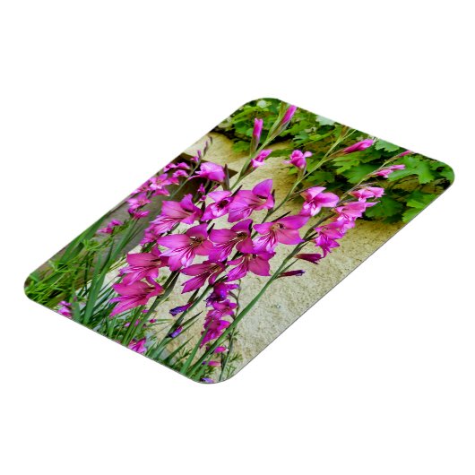 Magnet Flexible Gladiolus byzantin (Côté Gauche)
