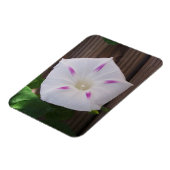 Magnet Flexible Gloire du matin (Côté Gauche)