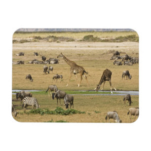 Magnet Flexible Gnous, Zèbres et Girafes