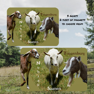 Magnet Flexible Goat Breeds Nubian Saasen Toggenburg Photographie