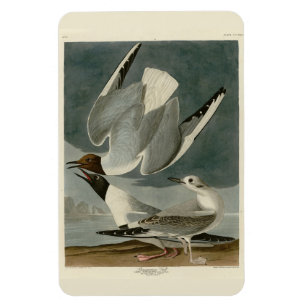 Magnet Flexible Goéland bonapartien des oiseaux d'Amérique d'Audub