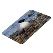 Magnet Flexible Goéland de Bonaparte à la plage (Côté Gauche)