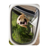 Magnet Flexible Golden Labrador En Réarview Mirror (Vertical)
