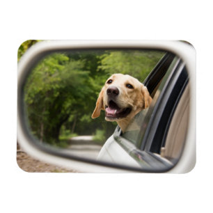 Magnet Flexible Golden Labrador In Rearview Mirror